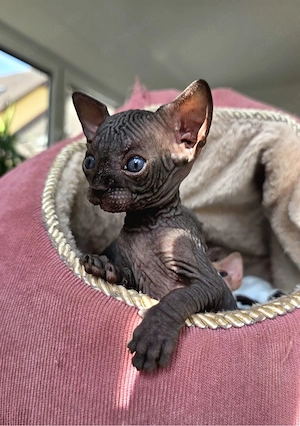 Sphynx Kitten