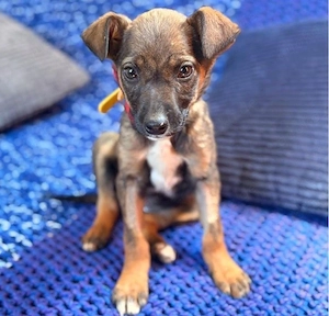 Enyo - kannst du ihre Neugierde stillen?