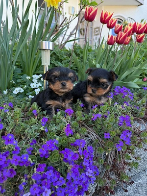 Niedliche Yorkshire Terrier Welpen  Yorkis abzugeben