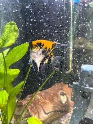 Skalar Zuchtpärchen