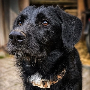 Ronja - will ein für immer Zuhause!