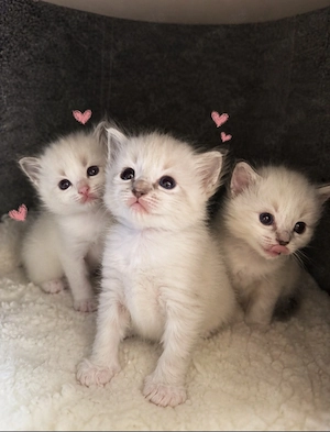 Ragdoll   Heilige Birma Kitten 