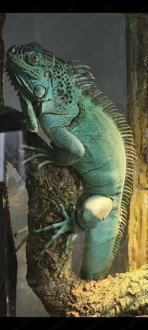 Grüner Leguan Farbmorphe Blau