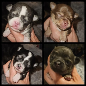 Chihuahua Welpen reinrassig 