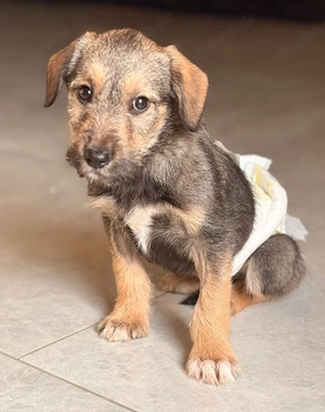 Kairo - Welpe sucht Familie!