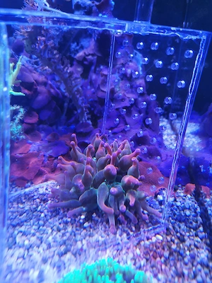 Anemone Rot und Finger Lederkoralle