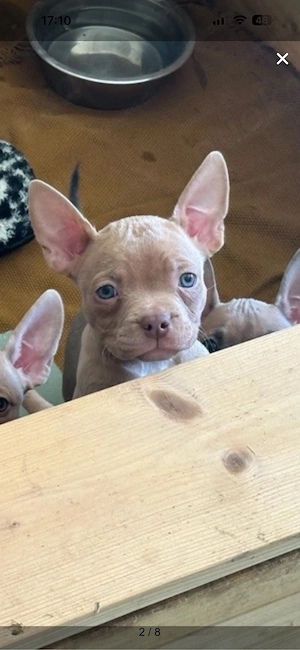 American Pocket Bully welpen 8 wochen