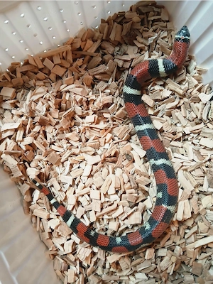 Xenodon Pulcher NZ 25 Dreifarbige Hakennasennatter 