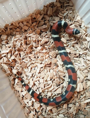 Xenodon Pulcher NZ 25 Dreifarbige Hakennasennatter 