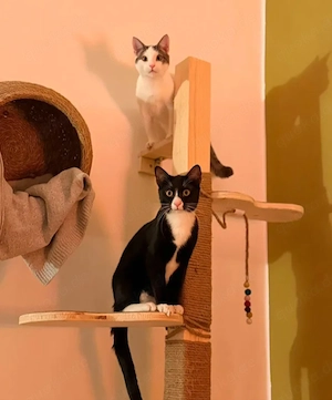 Robin & Zefir 2 kleine Clowns suchen ihr spannendes Zuhause