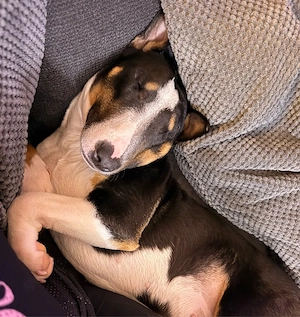 Bullterrier Hündin  Bild 6
