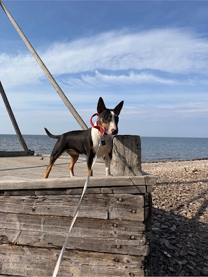 Bullterrier Hündin  Bild 8