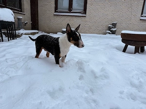 Bullterrier Hündin  Bild 5