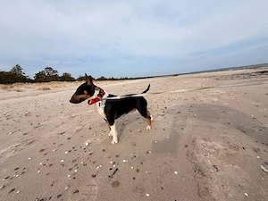 Mini Bullterrier Hündin 