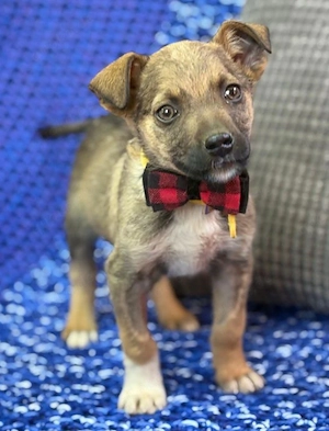 Cookie - Keks sucht seine Dose!