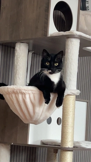 junger kastrierter Kater
