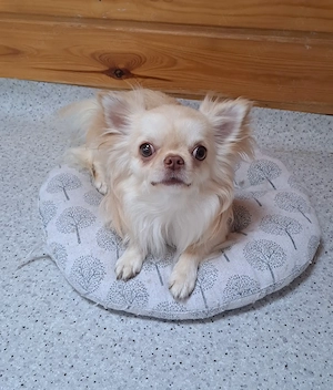 Chihuahua langhaar rüde reinrassige mit Stammbaum 