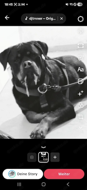 gebe mein rottweiler in gute hände ab 