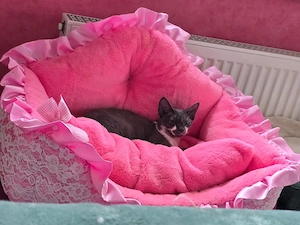 Wundervoller blau-weißer Rex-Traumkater, Stammbaum