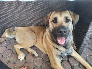 labrador kangal Mischlings hündin 