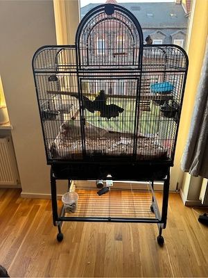 Amazonas Papagei (weiblich) mit Käfig & Zubehör