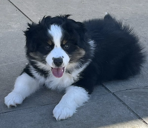 Mini Aussie Manuka sucht ein neues Zuhause 