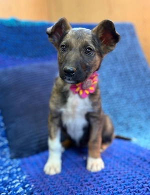 Athena - Kleine Dame sucht Zuhause!