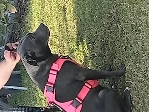 Verkaufe labrador Mix 600vb