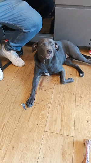 Verkaufe labrador Mix 600vb Bild 2