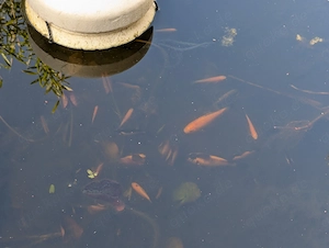 Goldfische aus Gartenteich zu verschenken