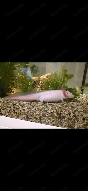 Axolotl Männchen