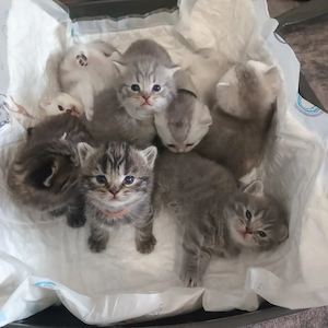 BKH Britisch Kurzhaar Kitten 