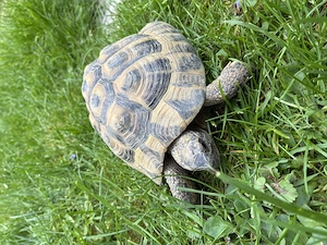 Griechische Landschildkröten mit Schildkröten Haus 