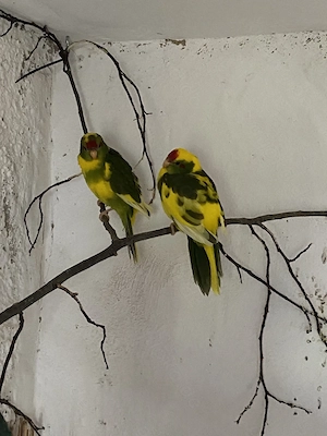 nestjunge Ziegensittiche 