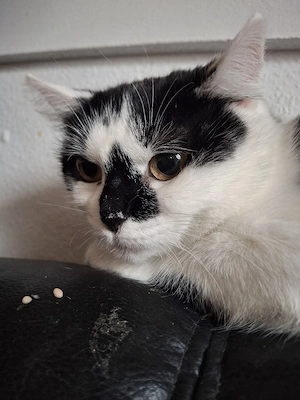 Mauni,weiblich ,kastriert,ca 2 Jahre Bild 4