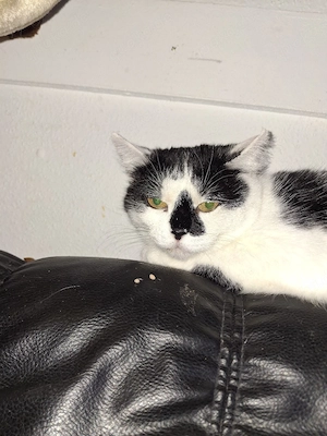 Mauni,weiblich ,kastriert,ca 2 Jahre Bild 5
