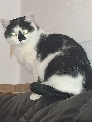 Mauni,weiblich ,kastriert,ca 2 Jahre Bild 2