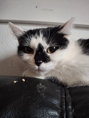 Mauni,weiblich ,kastriert,ca 2 Jahre Bild 3