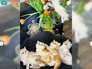 Wunderhübsche Britisch kurzhaar 