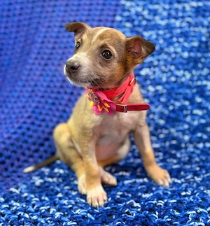 Angel - Engel sucht dich! Bild 2