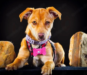 Shrimps - fröhlicher Sonnenschein