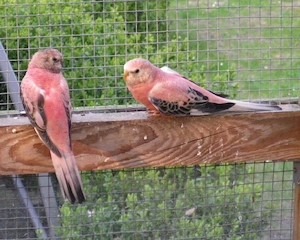 Suche Bourkesittiche Opaline