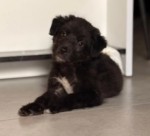 Murphy - Kleiner Kerl sucht seine Menschen! RESERVIERT  Bild 3