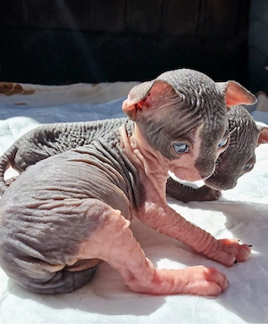 Sphynx Kitten