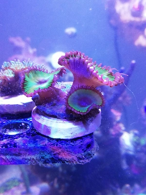 Meerwasser Palythoa Grandis Zoanthus 