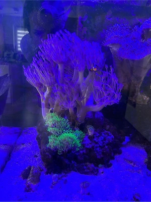 Meerwasseraquarium 200 L Aqua Medic Kauderni