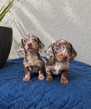 Wunderschöne Zwergdackel