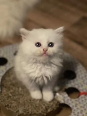 Türkisch Angora kitten 