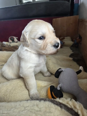 Verkaufen ab Juni Abholung 