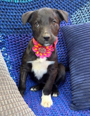 Lucy - kleine Seele sucht Heimat! RESERVIERT  Bild 2